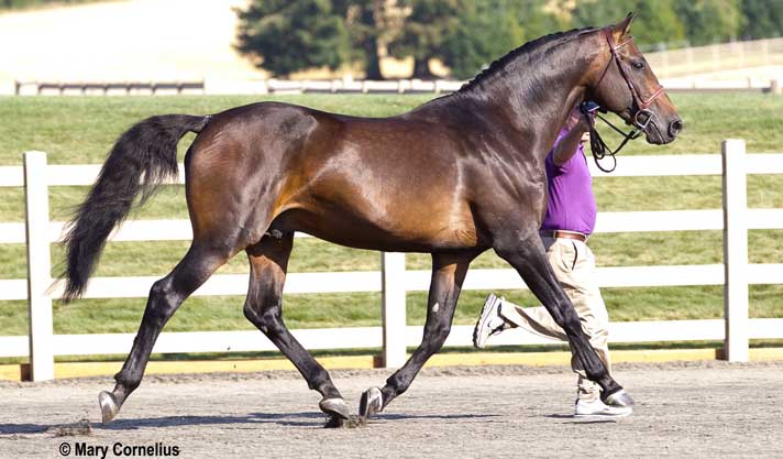 Crown Affair - Stallion